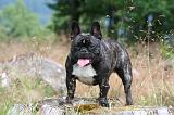 BOULEDOGUE FRANCAIS 1296